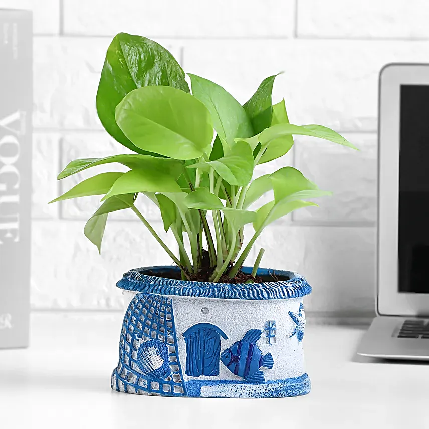 Sea Breeze Money Plant