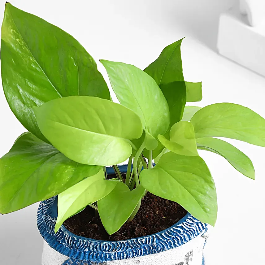 Sea Breeze Money Plant