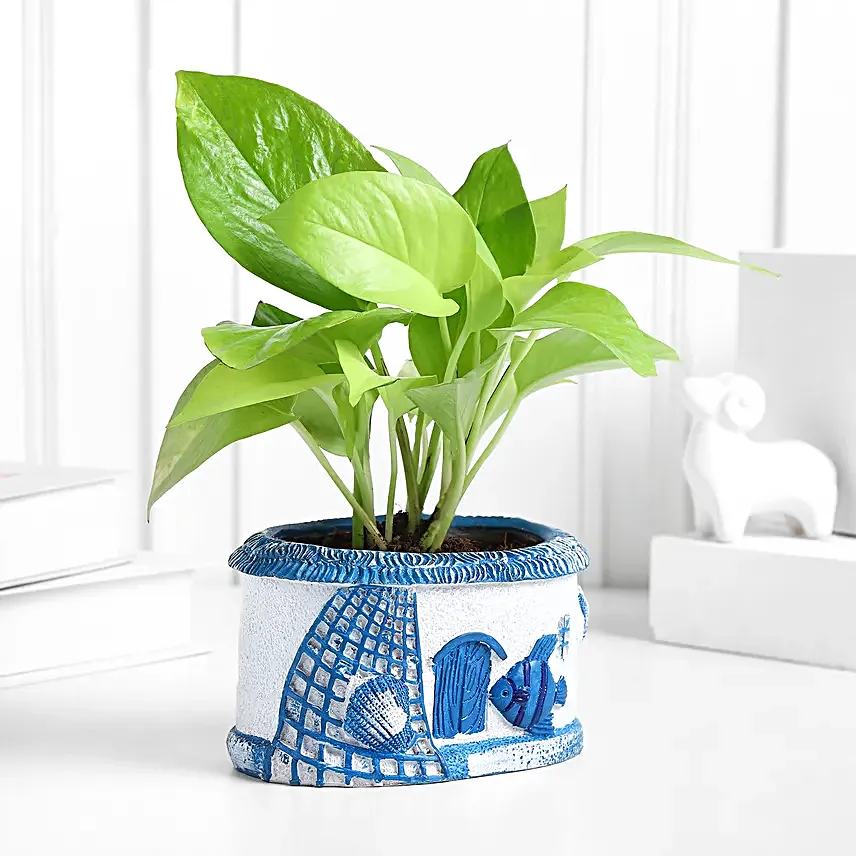 Sea Breeze Money Plant