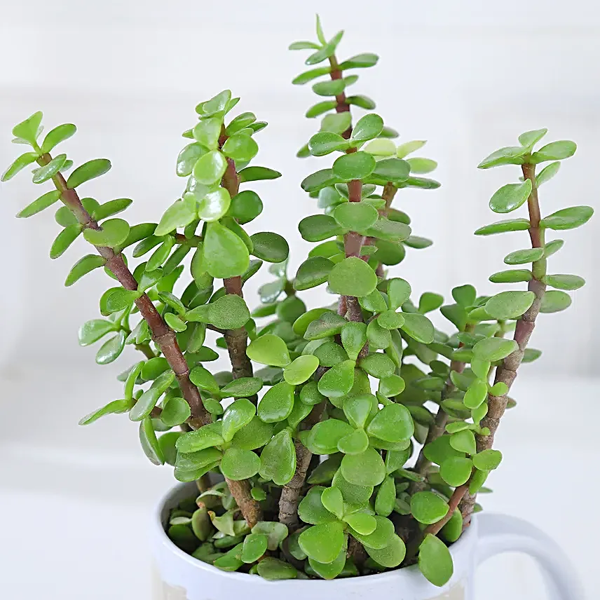 Sentimental Jade With Mug Arrangement