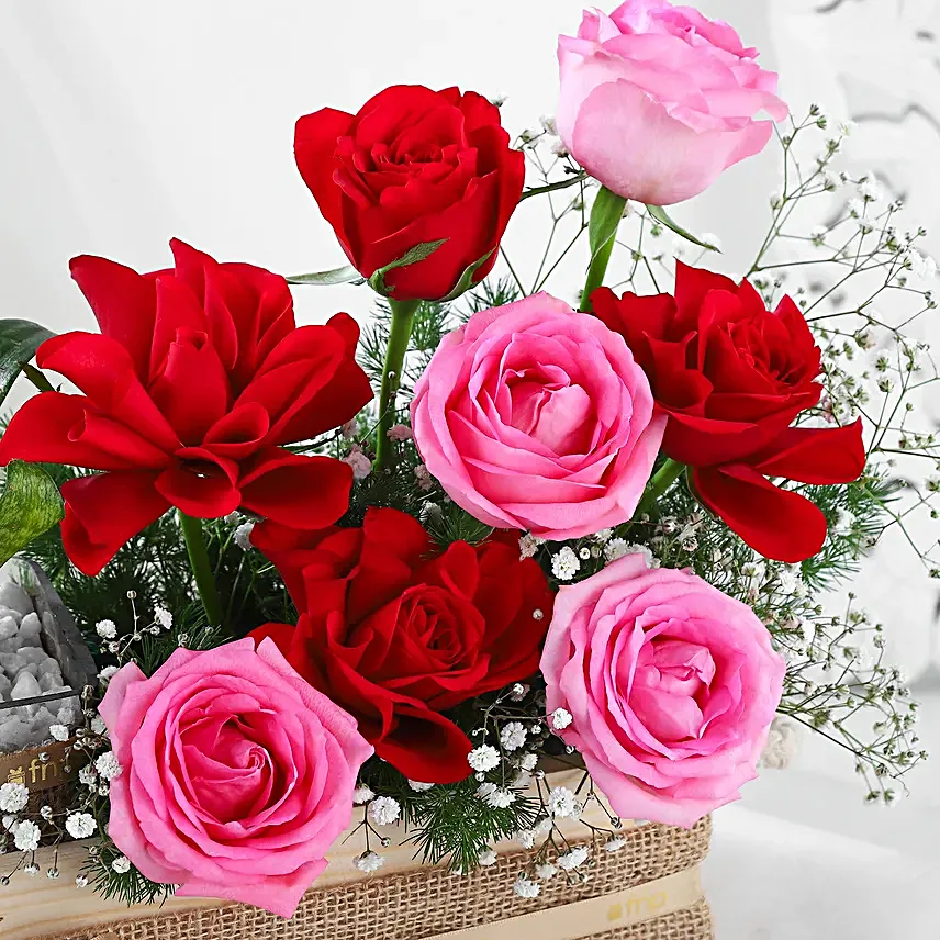 Serenade of Roses N Plants
