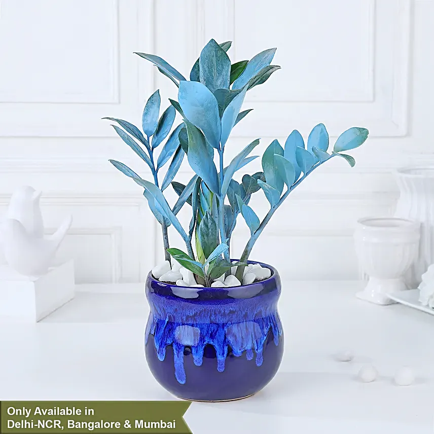 Serene Blue Zamioculcas Symphony