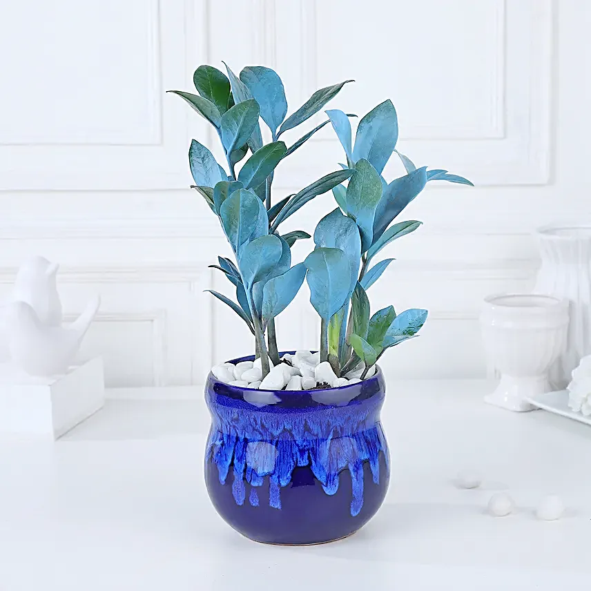 Serene Blue Zamioculcas Symphony