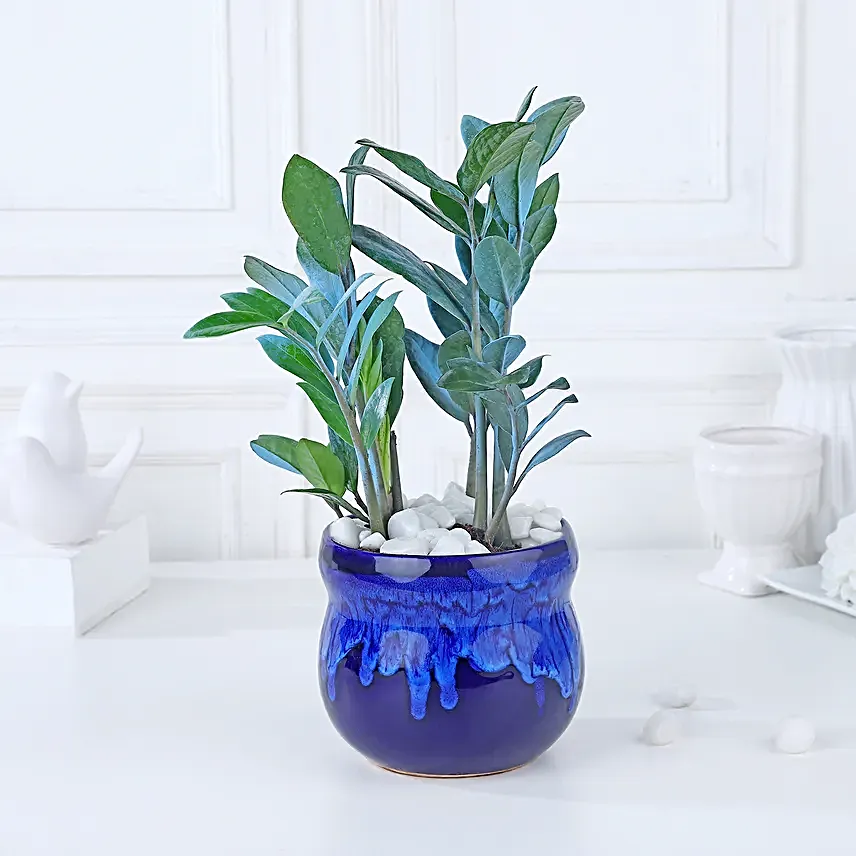 Serene Blue Zamioculcas Symphony