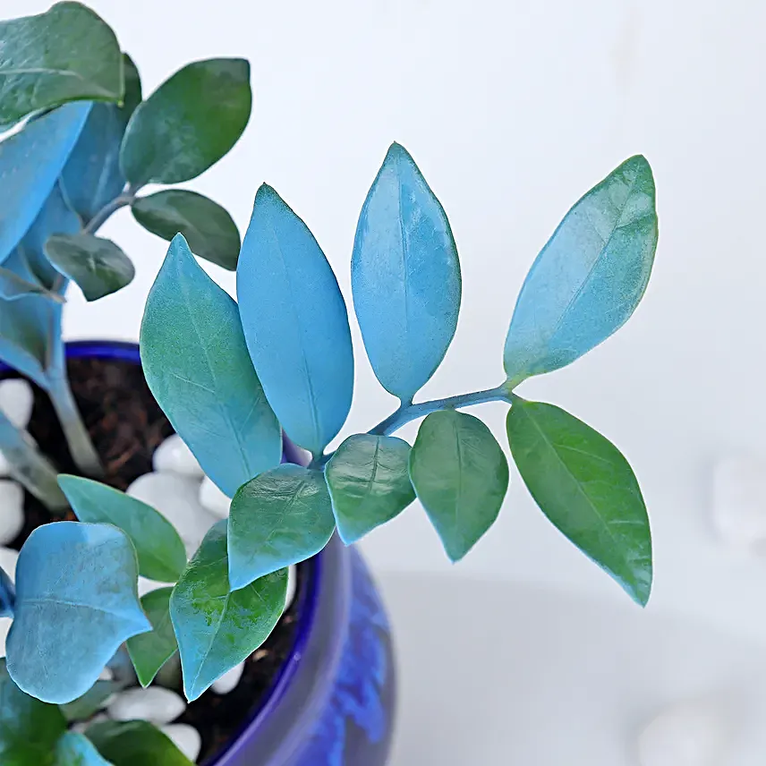 Serene Blue Zamioculcas Symphony