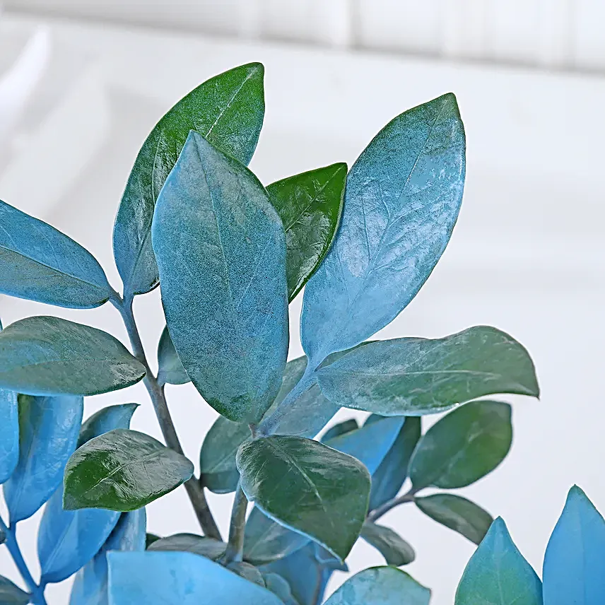 Serene Blue Zamioculcas Symphony