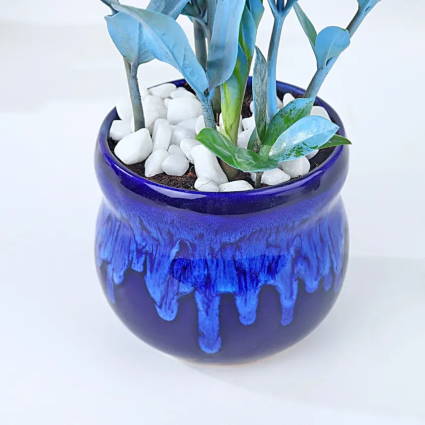 Serene Blue Zamioculcas Symphony