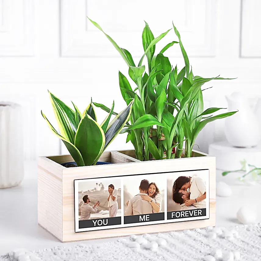 Serene Memories Plant Set