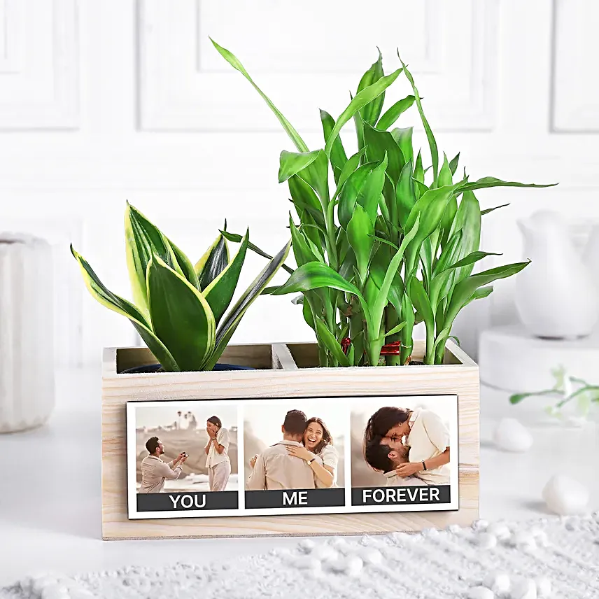 Serene Memories Plant Set
