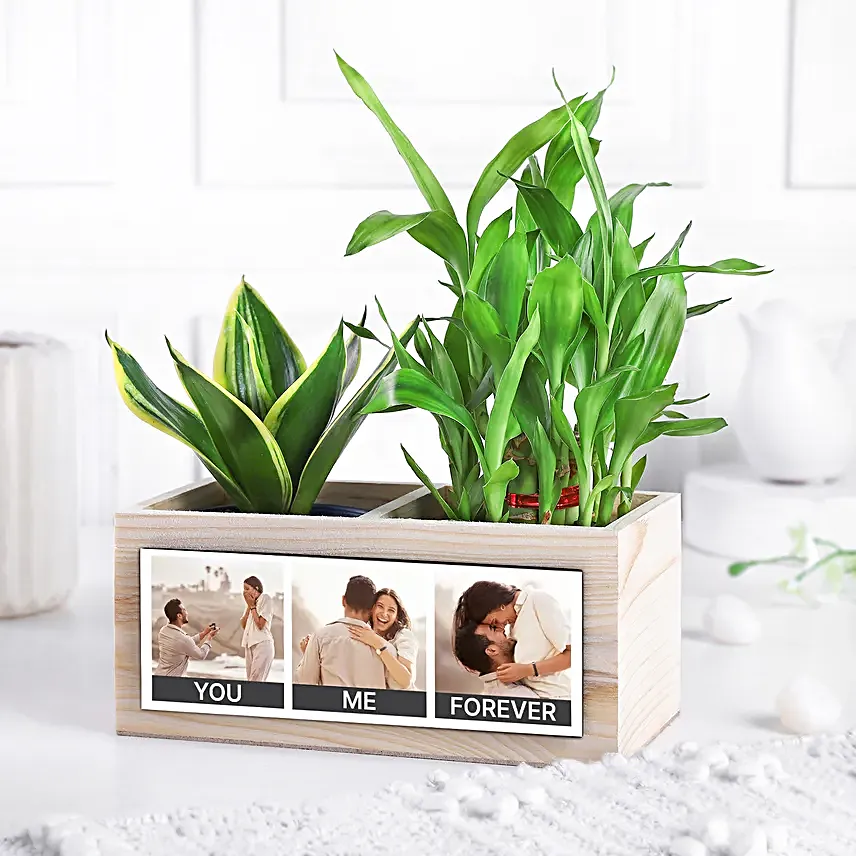 Serene Memories Plant Set