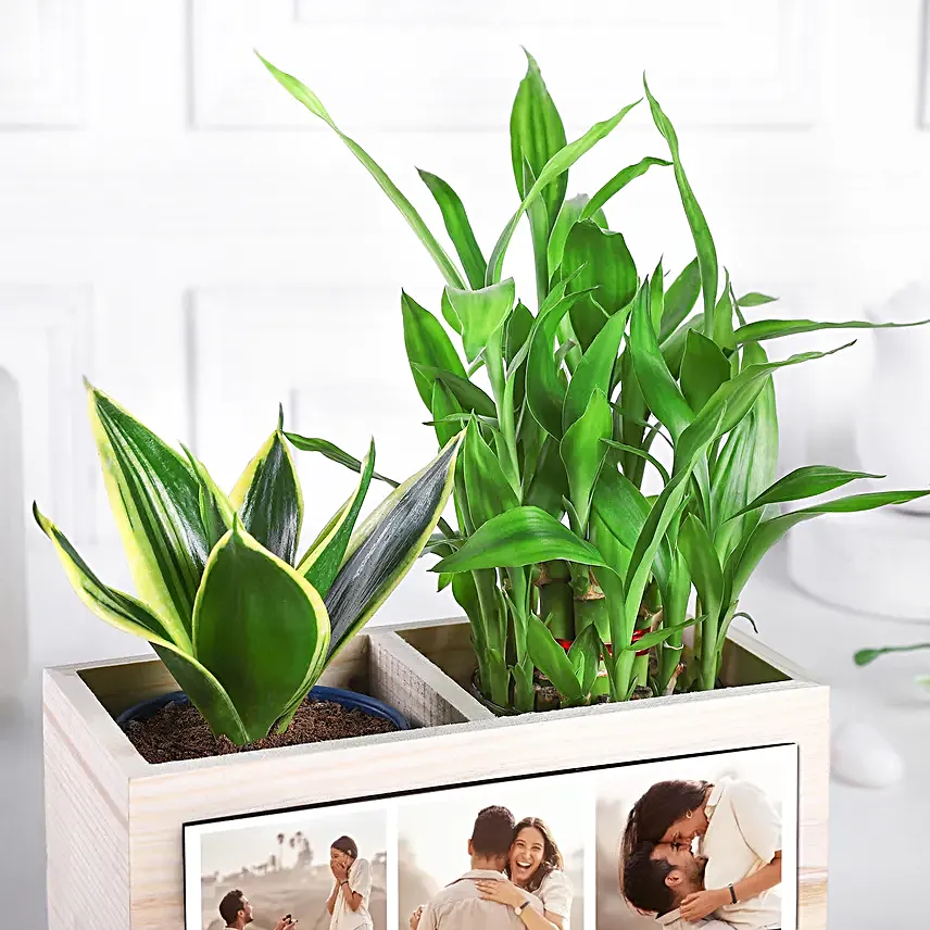 Serene Memories Plant Set
