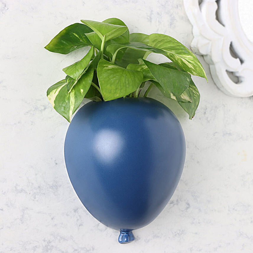 Serene Money Plant Surprise