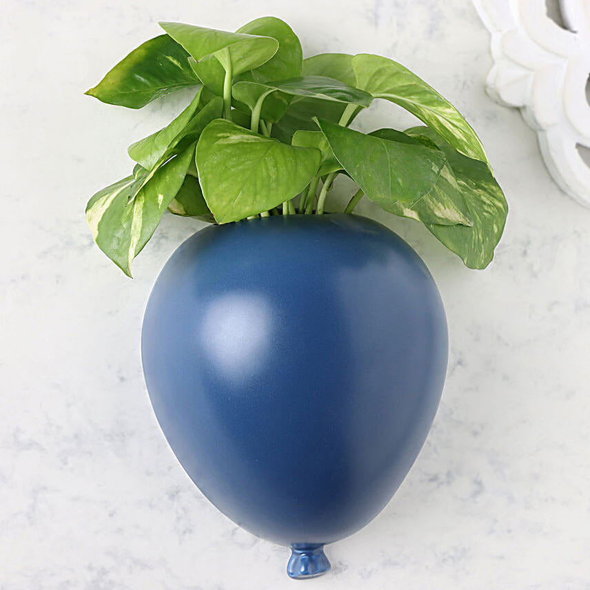 Serene Money Plant Surprise