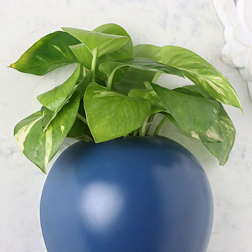 Serene Money Plant Surprise