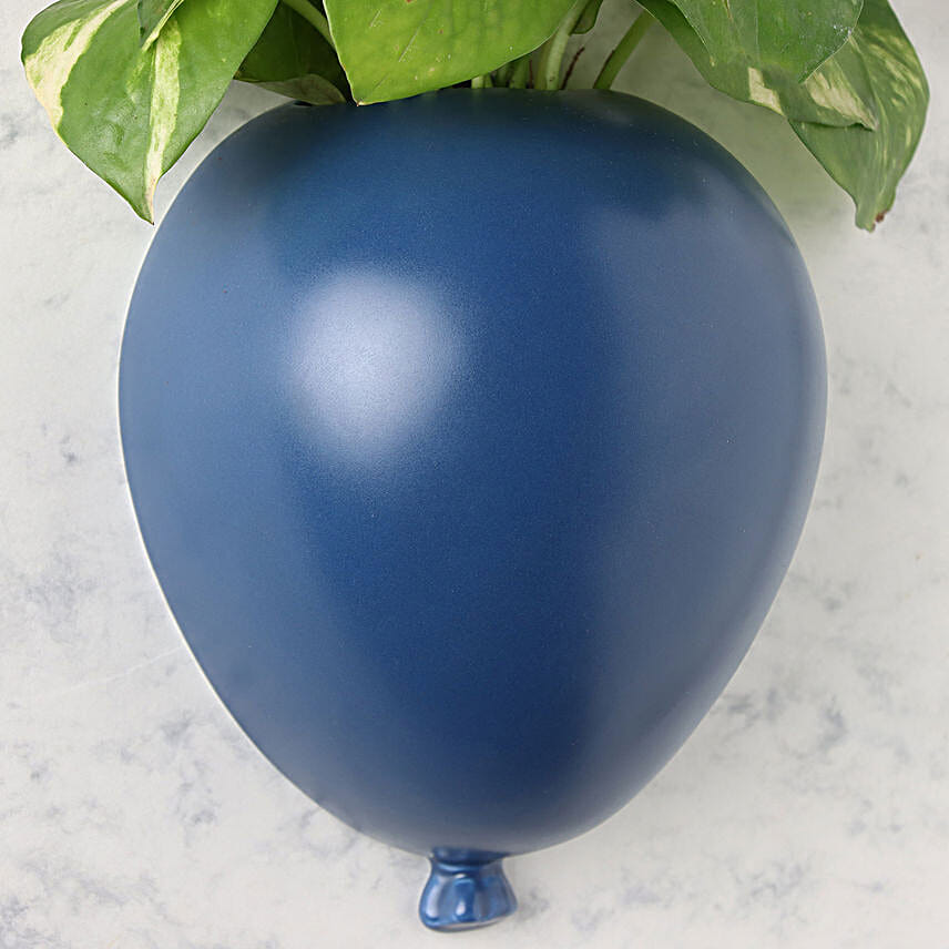 Serene Money Plant Surprise