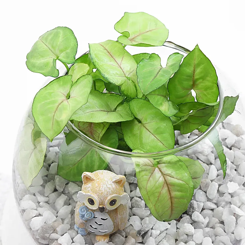 Serene Syngonium in Glass Vase
