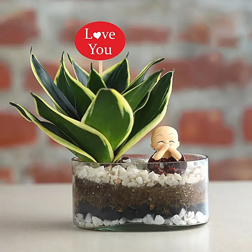 Serene Valentines Milt Sanseveria Plant