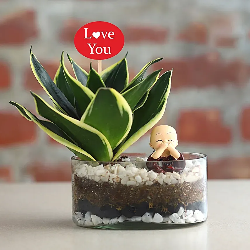 Serene Valentines Milt Sanseveria