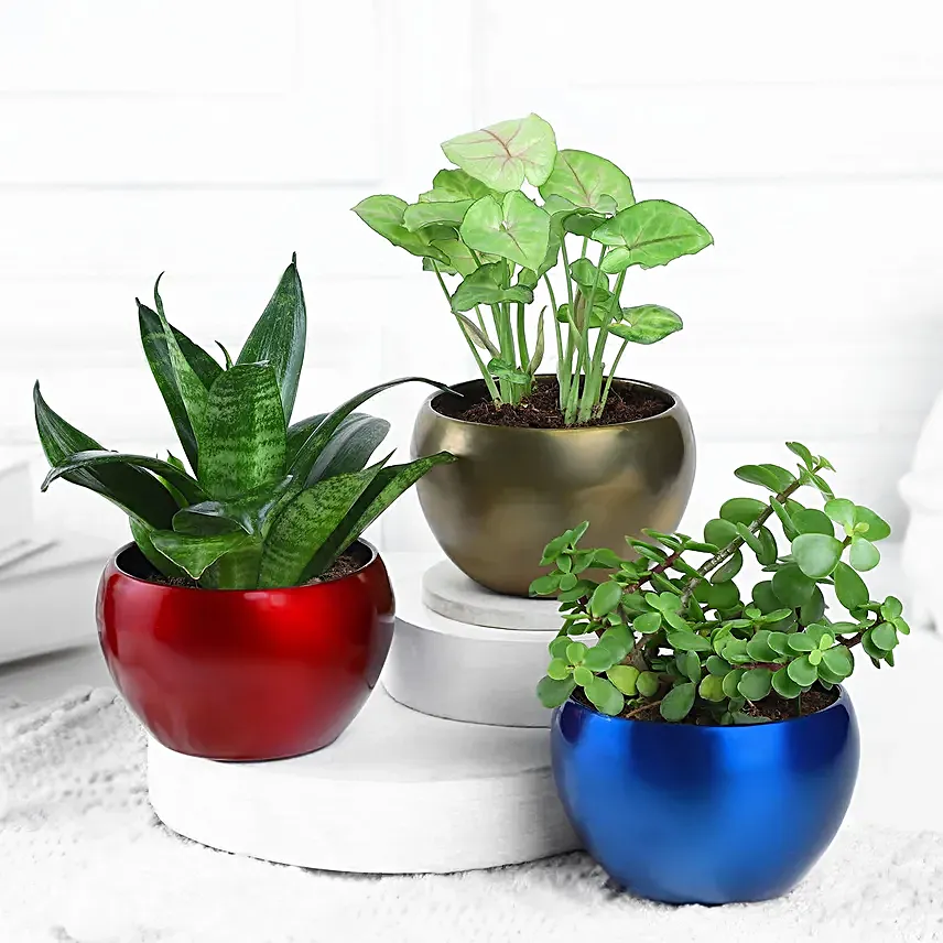 Serenity Succulents