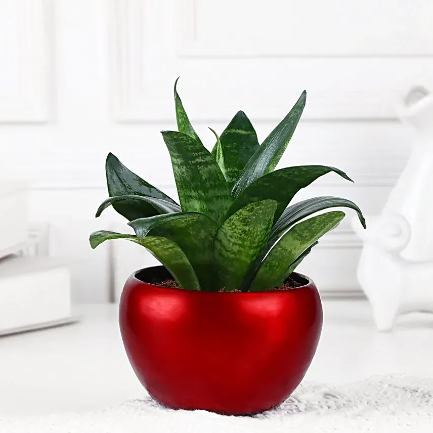 Serenity Succulents