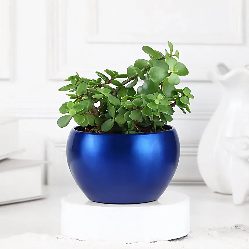 Serenity Succulents