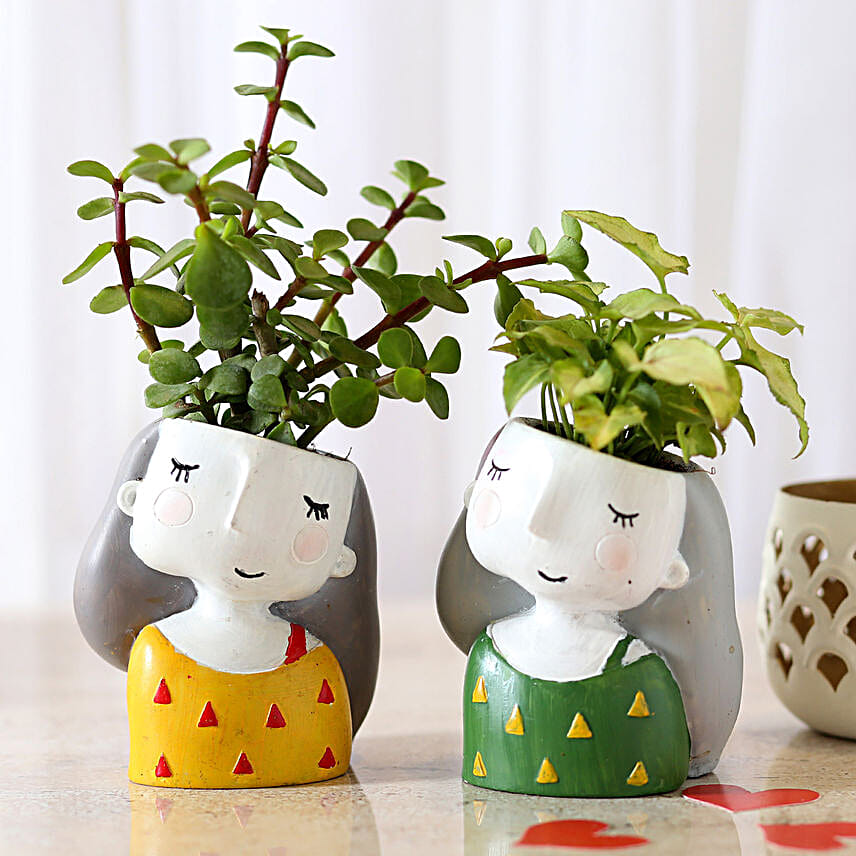 combo of 2 indoor plant for valentine day