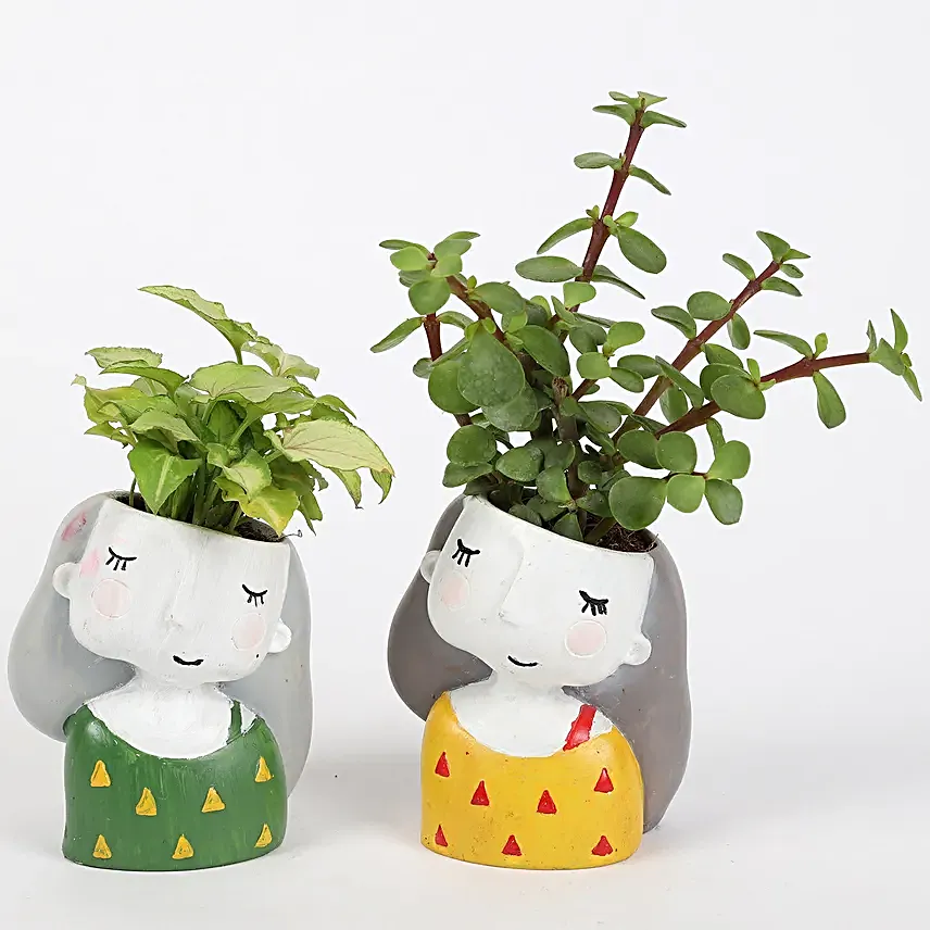 combo of 2 indoor plant for valentine day