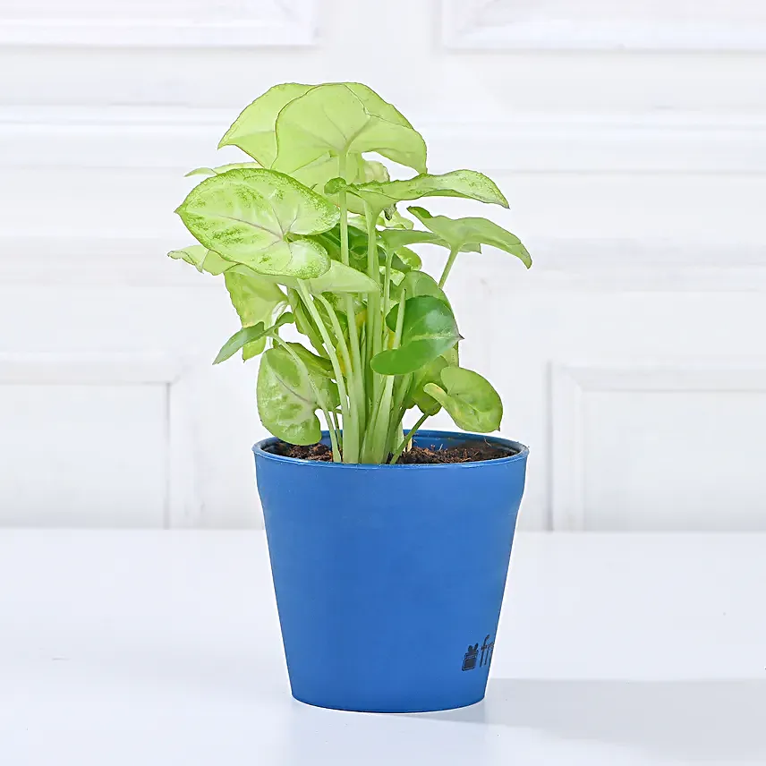 Combo of 3 Indoor Plants Online