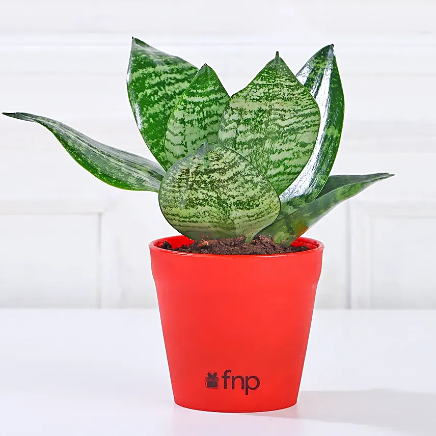Combo of 3 Indoor Plants Online