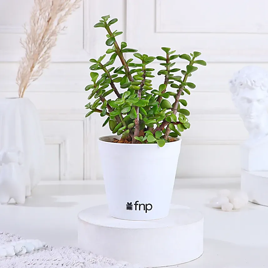 Combo of 3 Indoor Plants Online