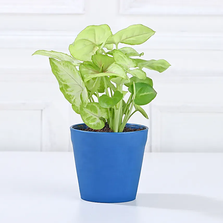 Combo of 3 Indoor Plants Online