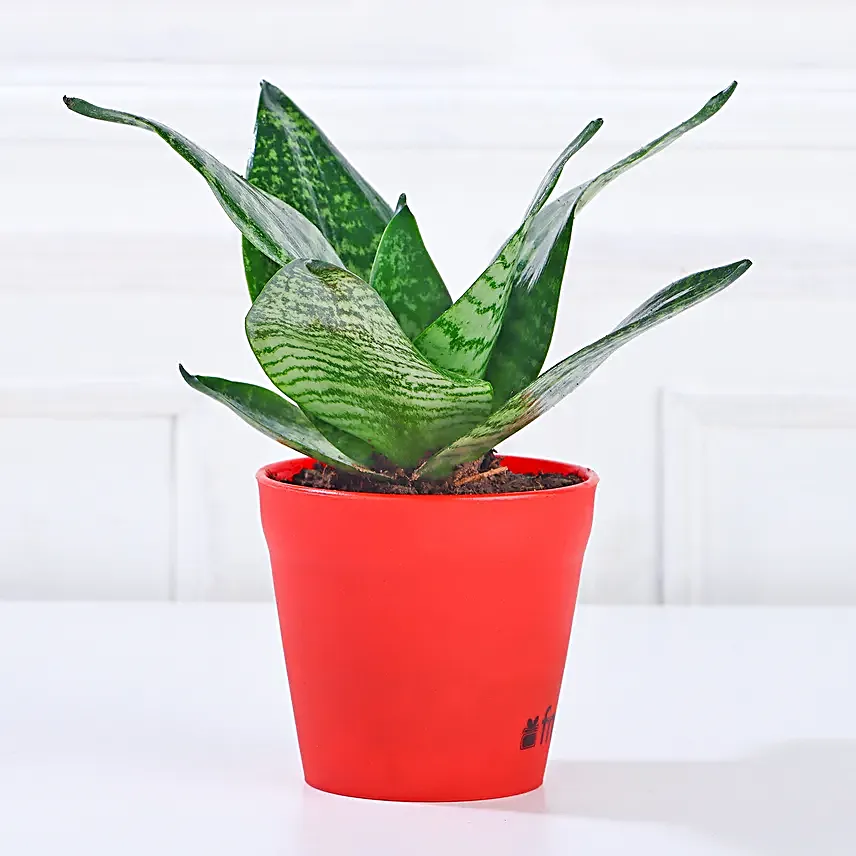 Combo of 3 Indoor Plants Online