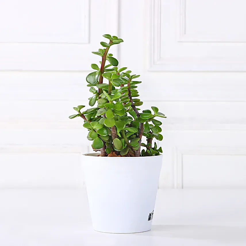 Combo of 3 Indoor Plants Online