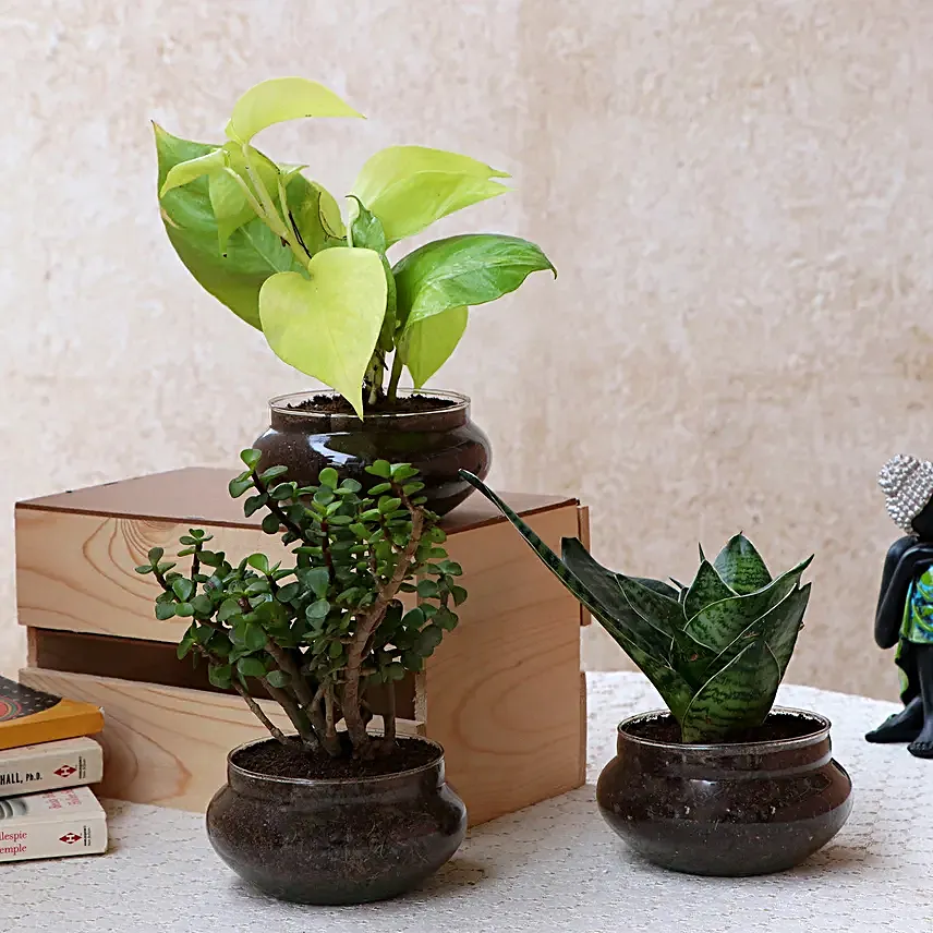 Online Set of 3 Plants
