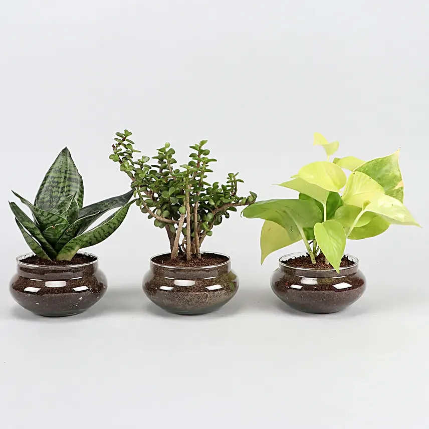 Online Set of 3 Plants