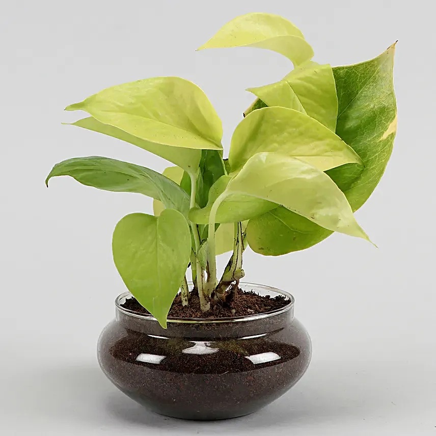 Online Set of 3 Plants
