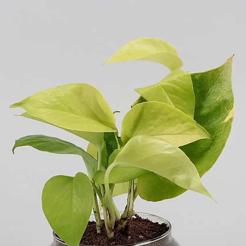 Online Set of 3 Plants