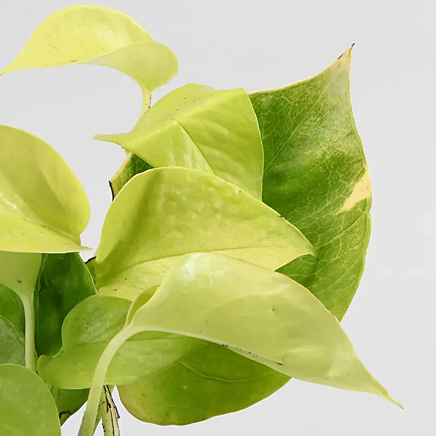 Online Set of 3 Plants