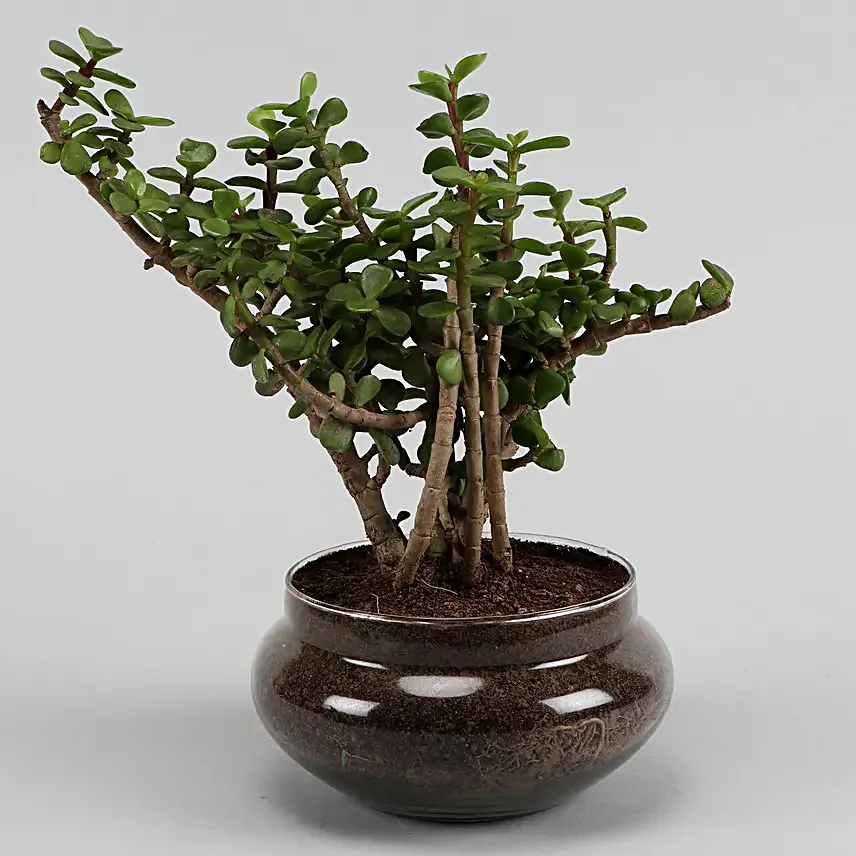 Online Set of 3 Plants