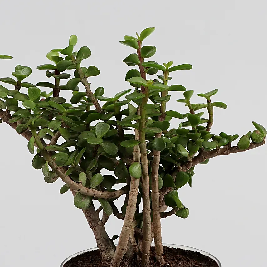 Online Set of 3 Plants