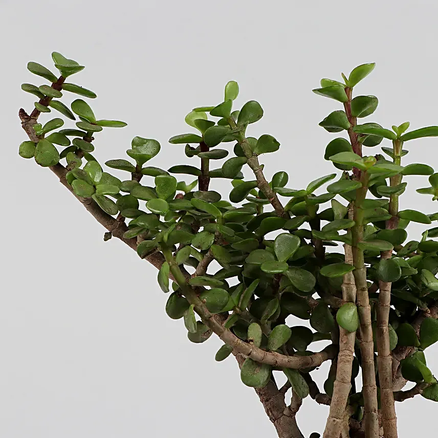 Online Set of 3 Plants