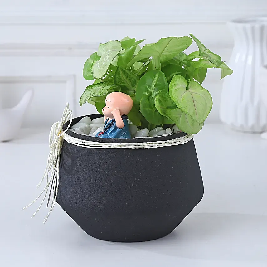 Sleek Syngonium Elegance