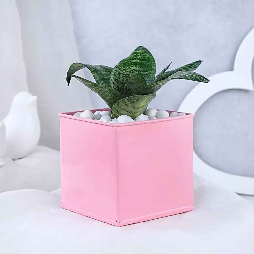 Snake Plant In Personalised Love Grows Here Pot