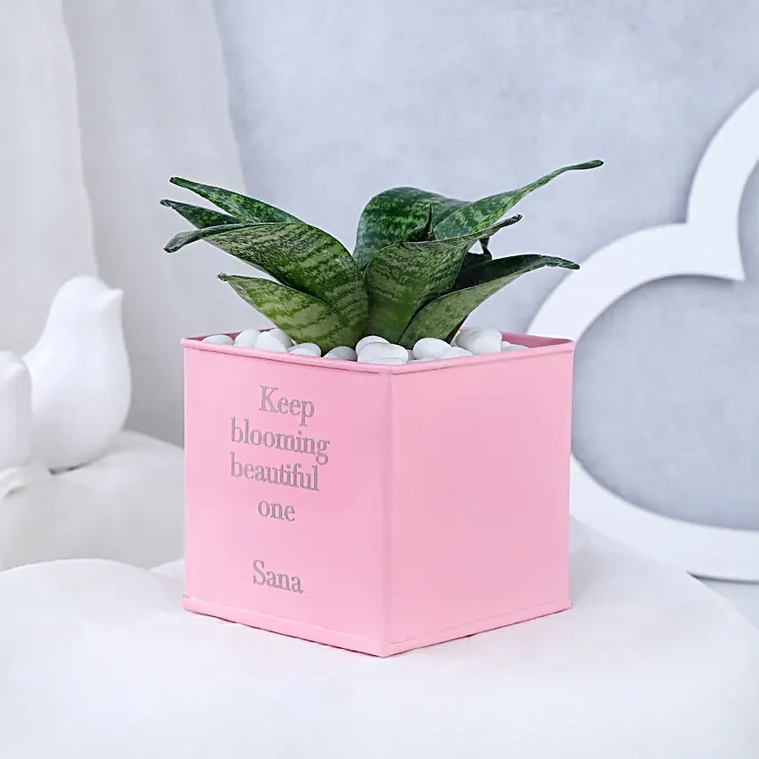 Snake Plant In Personalised Love Grows Here Pot