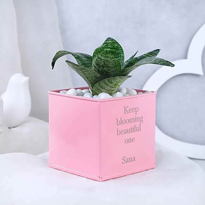 Snake Plant In Personalised Love Grows Here Pot