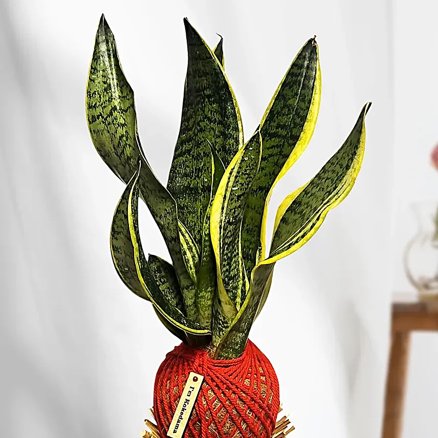 Snake Plant Kokedama Style Willow Setup