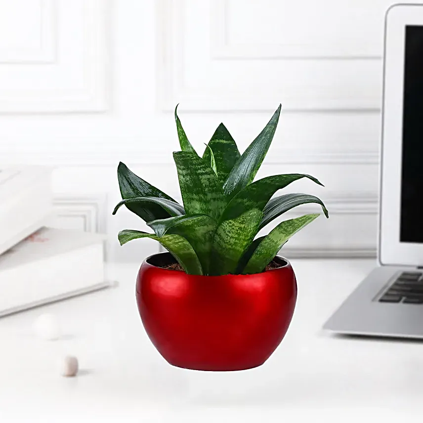 Snake Plant Sanctuary