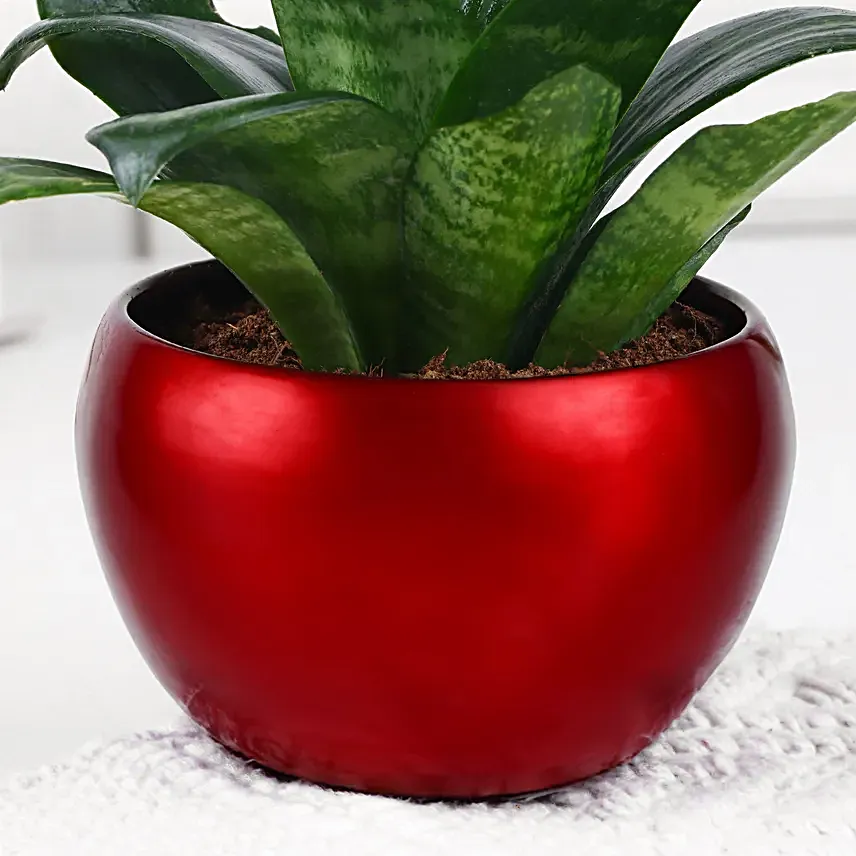 Snake Plant Sanctuary