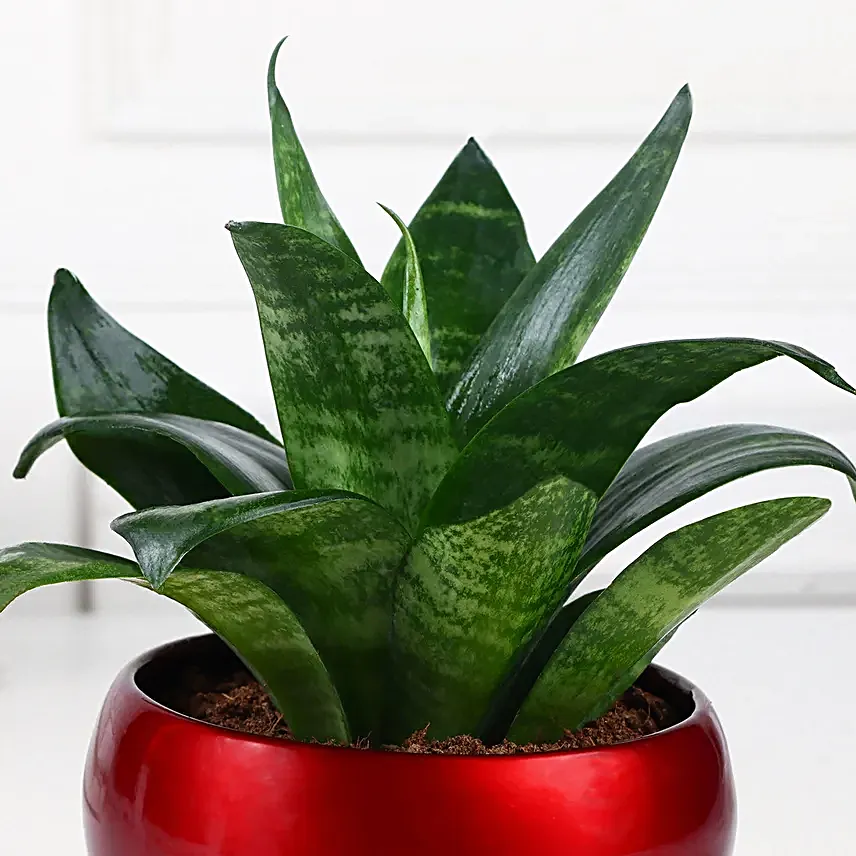 Snake Plant Sanctuary