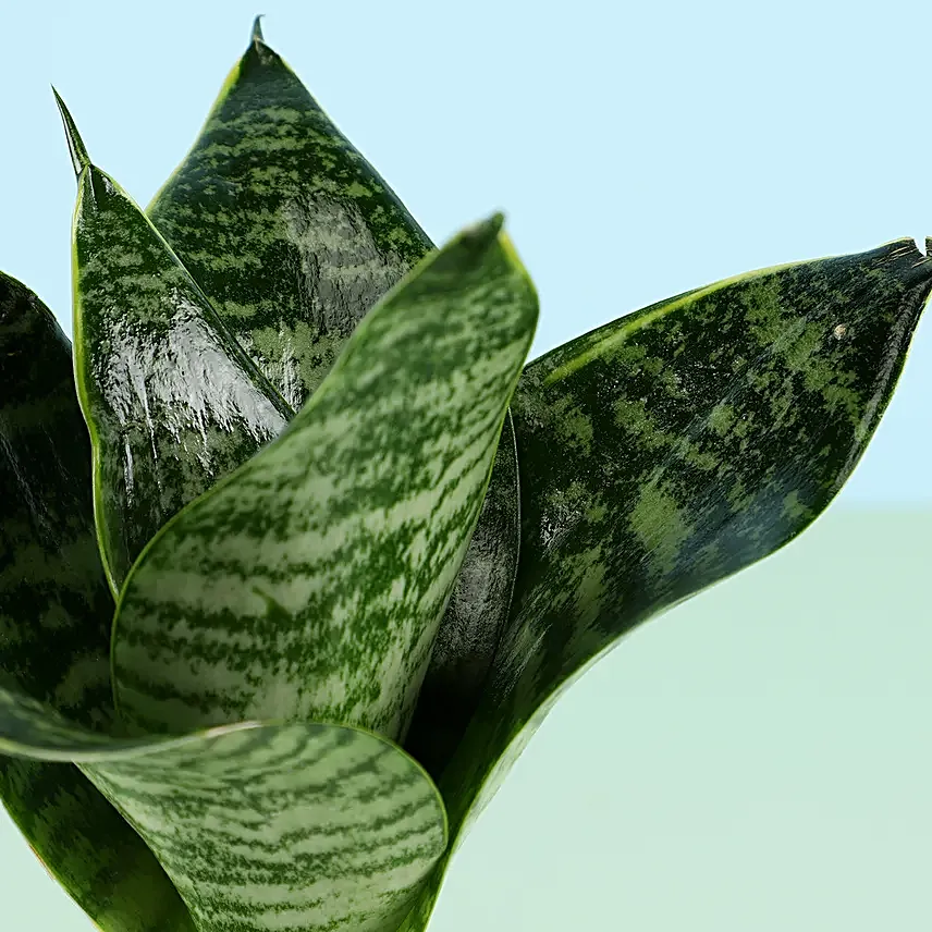 Snakeskin Sansevieria in Resin Pot & Silk Chocolates